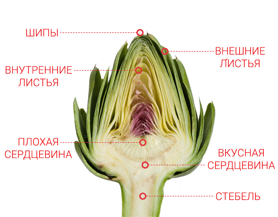 Анатомия артишока